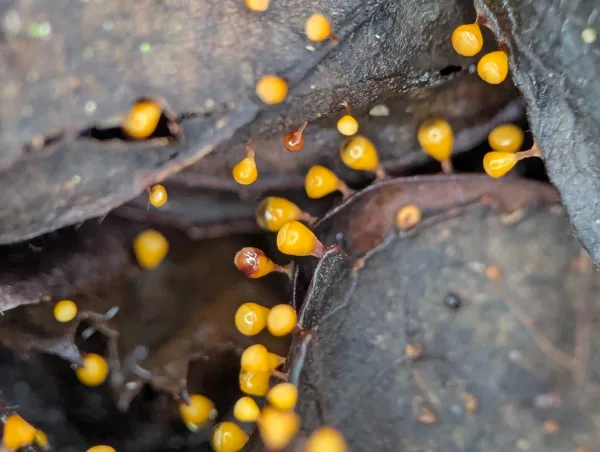 Second close-up of luminous yellow-orange juvenile Craterium sporangia on moist brown oak leaves.