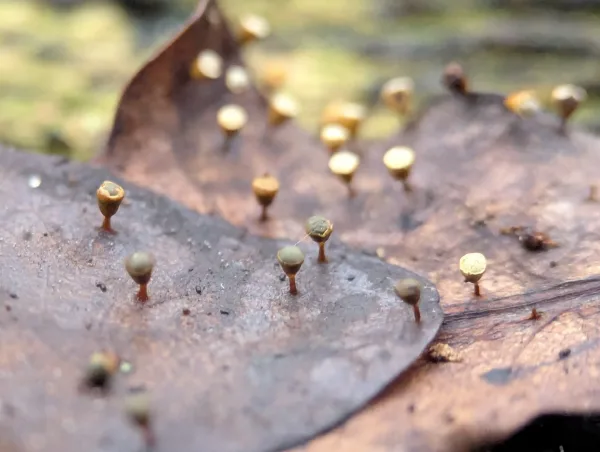 Second close-up of mature Craterium sporangia on moist brown oak leaf.