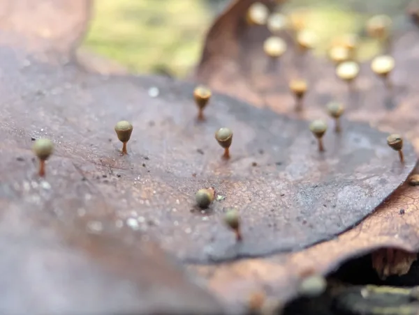 Third close-up of mature Craterium sporangia on moist brown oak leaf.