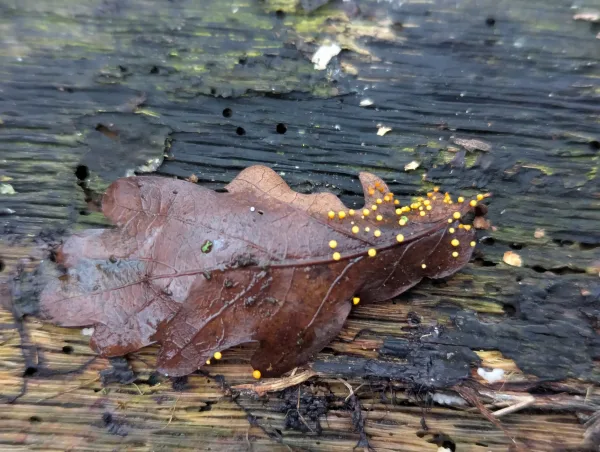 Moist brown oak leaf with yellow-orange Craterium sporangia on wet decaying wood.