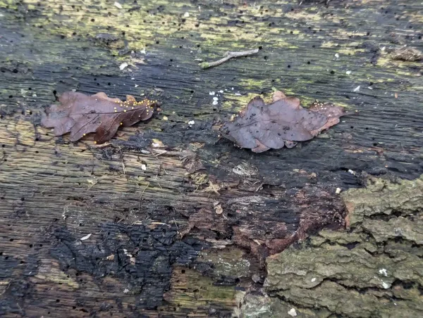 Two moist brown oak leaves with Craterium sporangia on wet decaying wood.