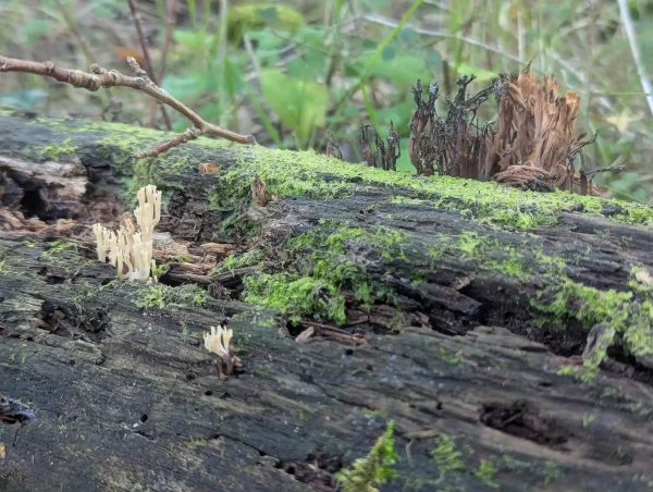 Three Artomyces pyxidatus fruiting bodies; two are fresh and the larger one is desiccating.