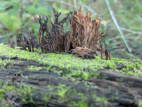 Desiccating Artomyces pyxidatus.
