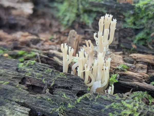 Close up of a fresh Artomyces pyxidatus fruiting body.