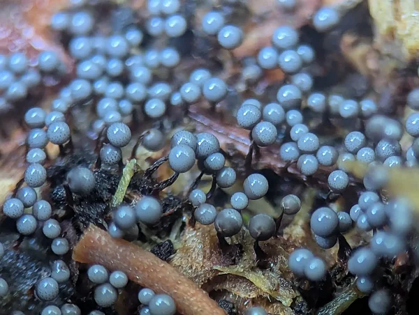 Young translucent, blue-grey sporotheca likely Cribraria argillacea