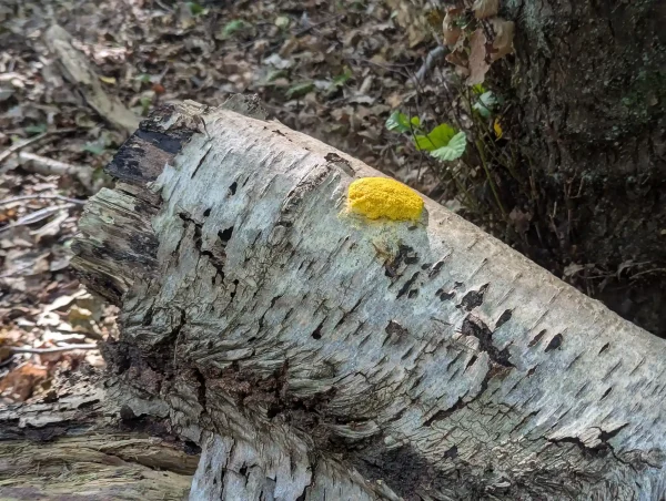 Fuligo septica on section of Birch trunk.