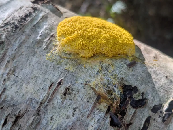 Close up of Fuligo septica on Birch trunk.