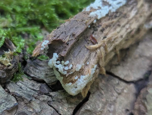 Translucent white slime mould primordia on end of wood fragment.