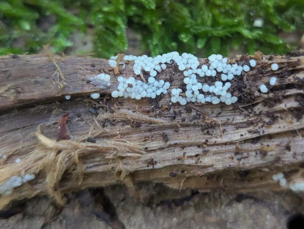 Translucent white slime mould primordia on side of wood fragment.