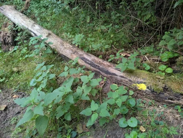 Consolidating blobby Fuligo septica plasmodium