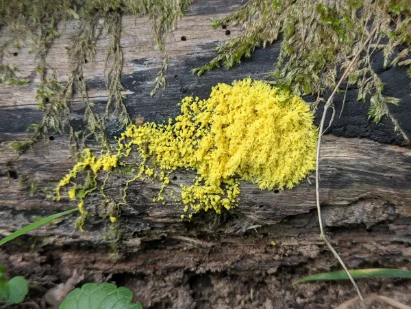 Close up of consolidating blobby Fuligo septica plasmodium