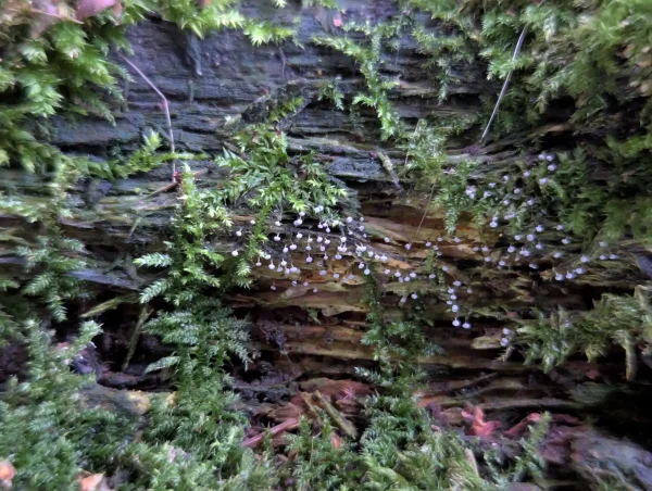 Possible Physarum album slime mould sporangia on mossy wood.