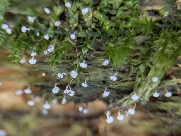 Close up possible Physarum album slime mould dehiscing sporangia.