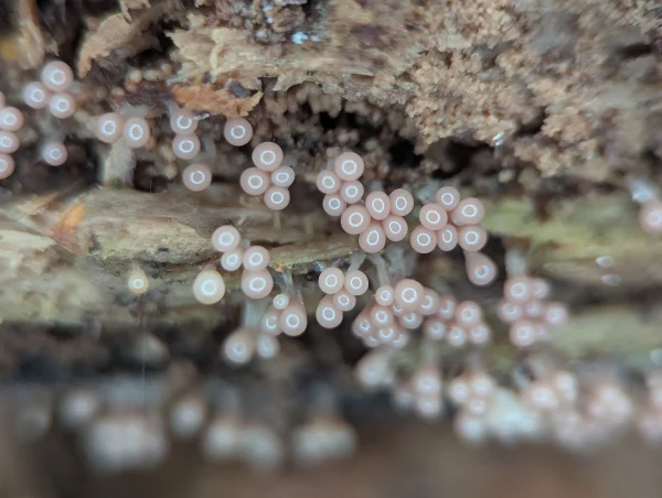 Close up of brownish vinaceous young slime mould sporothecae.