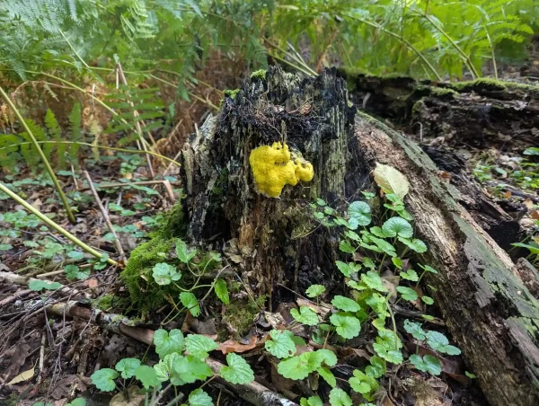 Fuligo septica on a rotten stump.