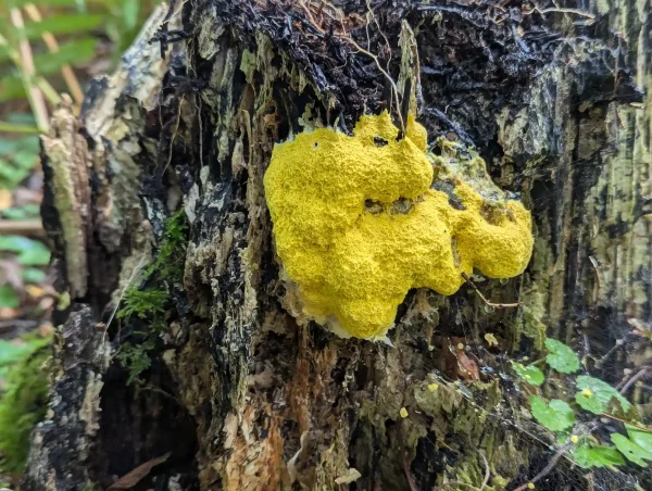 Close up of the Fuligo septica's reticulate mesh-like surface
