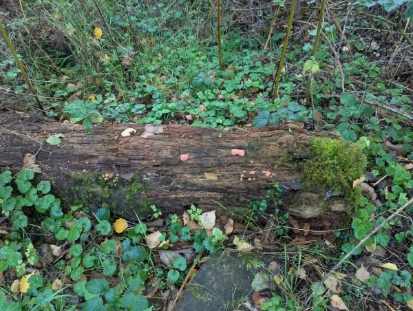 Tubifera ferruginosa pseudoaethalia on decaying trunk section.