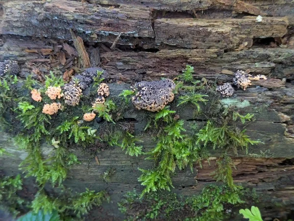 Salmon to maturing greyish violet Tubifera ferruginosa pseudoaethalia on decaying trunk section.