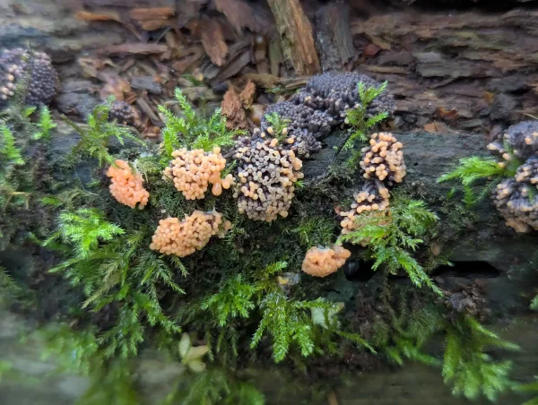 Close up of Tubifera ferruginosa pseudoaethalia at different stages – salmon to greyish violet.