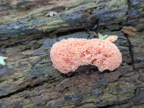 Close up of salmon / flesh-pink Tubifera ferruginosa pseudoaethalium.