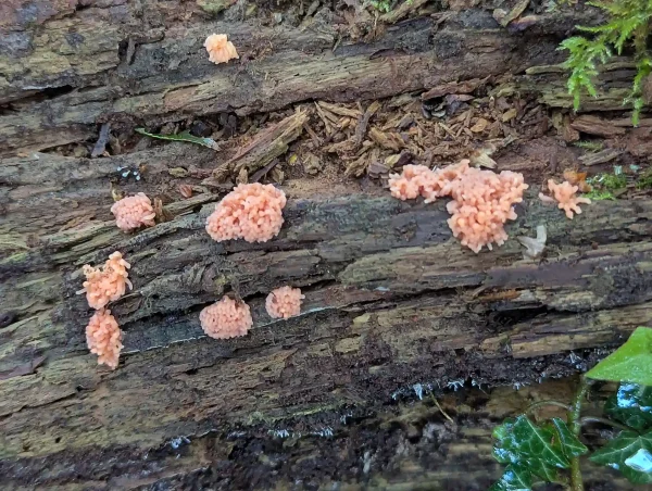 Close up of salmon Tubifera ferruginosa pseudoaethalia.