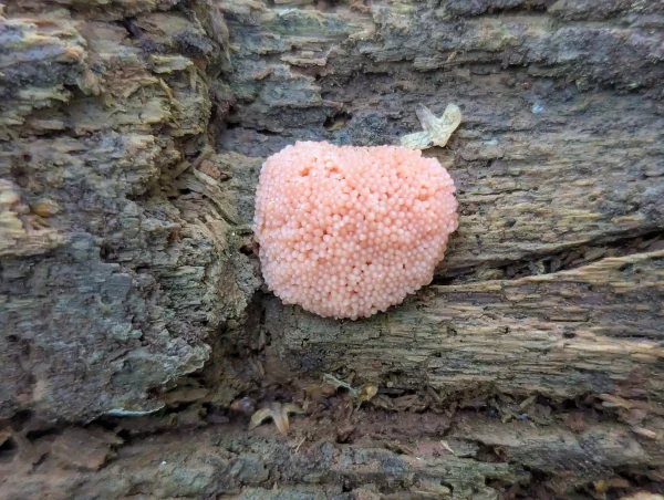 Close up of flesh-pink Tubifera ferruginosa pseudoaethalium.