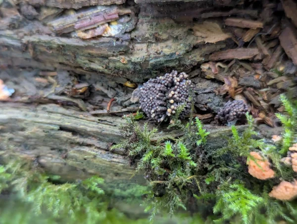 Close up of maturing greyish violet Tubifera ferruginosa pseudoaethalium with salmon tips.