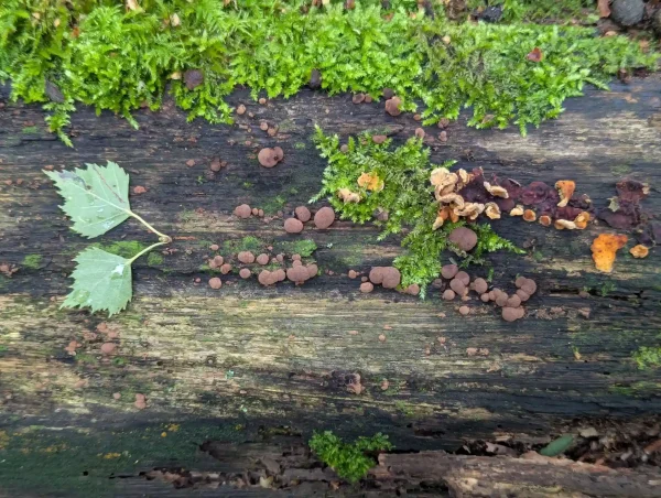 Possible Hypoxylon fragiforme on decaying trunk section.