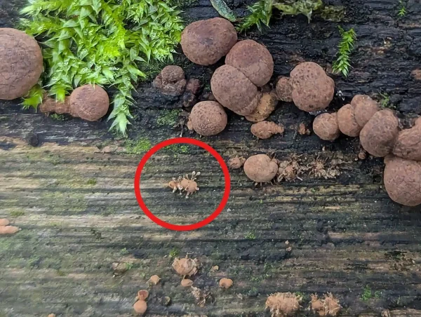 Likely small primordium of Hypoxylon populated with, likely, a parasitic fungus.