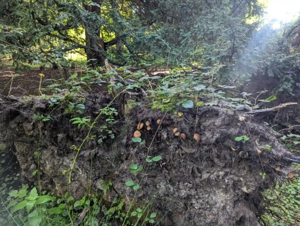Wind thrown tree root plate with possible Paxillus involutus fruiting bodies.