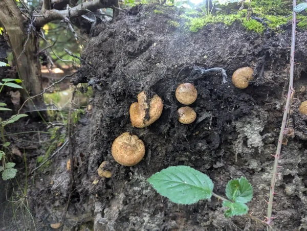 Close up of possible Paxillus involutus fruiting bodies on wind thrown tree root plate.
