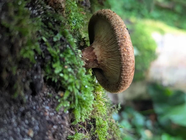 Close up of possible Paxillus involutus fruiting body on wind thrown tree root plate.