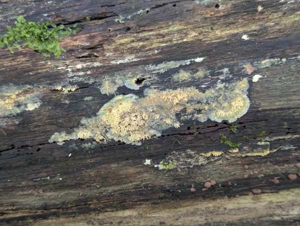 Could this be the crust fungus Sarcodontia uda?