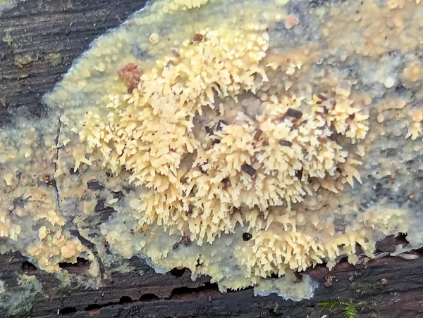 Close up of the possible Sarcodontia uda showing the tooth-like structure with coronate tips.