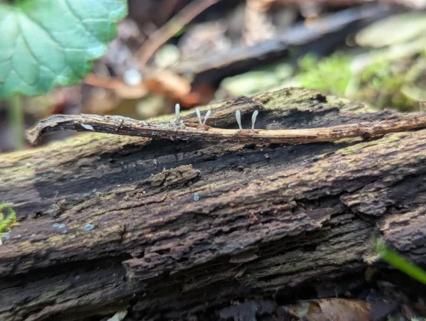 Typhula quisquiliaris emerging from brown, seed-like sclerotium on a bracken stem fragment.