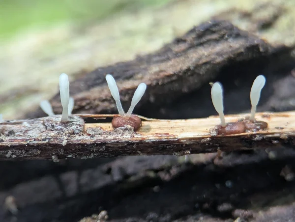 Typhula quisquiliaris emerging from brown, seed-like sclerotium on a bracken stem fragment; Close up.