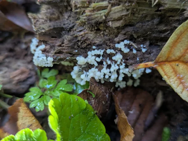 Unidentified young white slime mould sporangia