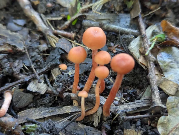 Close up of unidentified – maybe Tubaria furfuracea fungi.