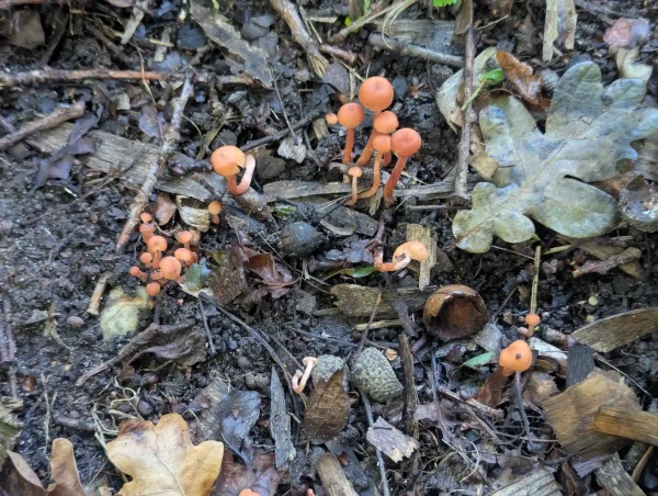 Group of unidentified – maybe Tubaria furfuracea fungi.