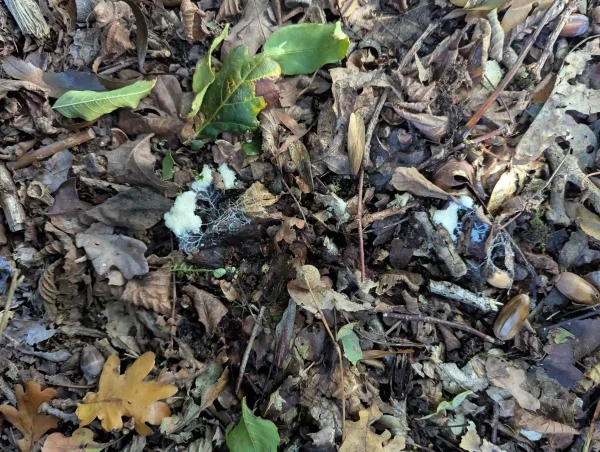 Groups of white slime mould plasmodia in the leaf litter.