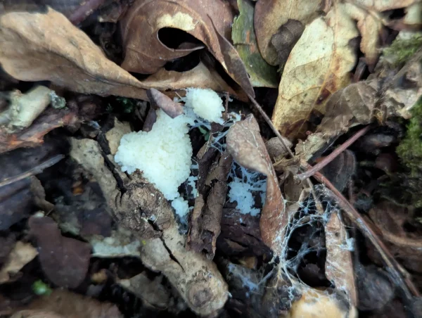 Close up of white slime mould plasmodium in the leaf litter.