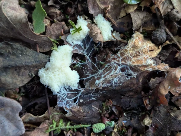 Close up of consolidating white slime mould plasmodia and trailing plasmodial vein network.