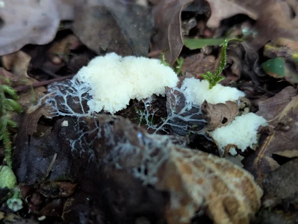 Another close up of white slime mould plasmodia and trailing plasmodial vein network.