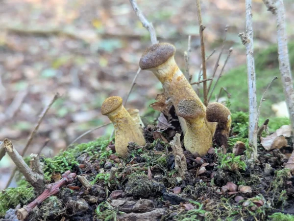 Cluster of possible Armillaria fungus species on a mossy stump.