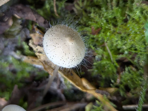 Small white fungus cap covered with bonnet mould – fine stalks with tiny black heads.