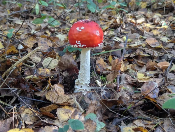 Single Amanita muscaria: a rounded red cap with white remnants of the universal veil, on a shaggy white stem among birch leaves.