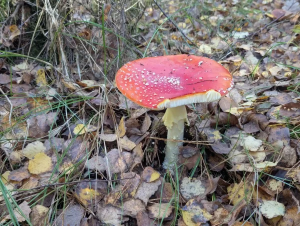 Single mature Amanita muscaria: a flattened red cap with white universal veil remnants. A section of the cap perimeter is missing, revealing the white gill structure. It stands on a white stem among fallen birch leaves.