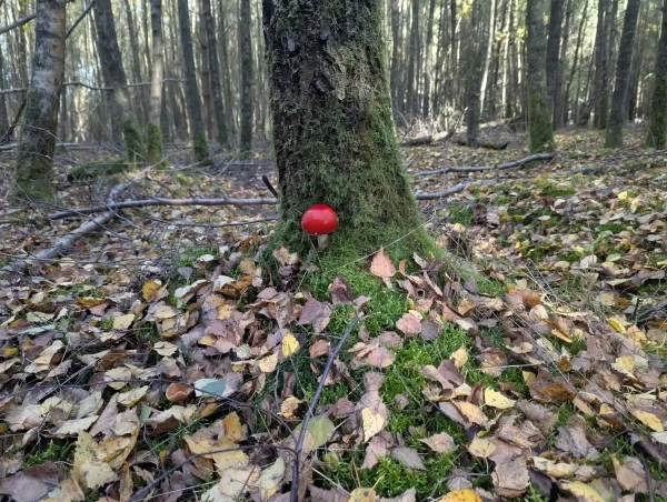 Single Amanita muscaria: a smooth rounded red cap on a short stem emerging from a mossy base of a tree. The cap is devoid of universal veil fragments.