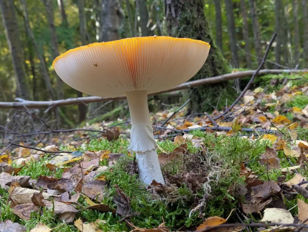 Single Amanita muscaria: view from below the cap showing the white gill structure and stem.
