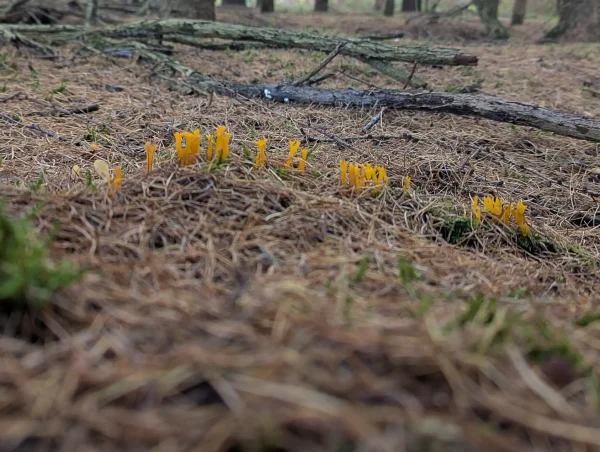 Ground level view of a line of orange-yellow Calocera viscosa emerging from a dense carpet of pine needles.